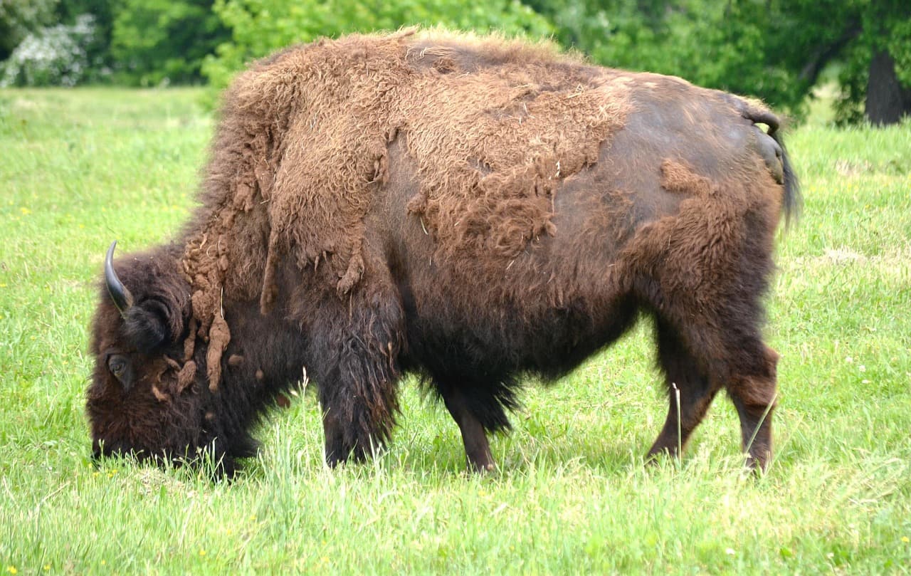 Granite, Grass, and Golden Light: 3 Days in the Wichita Mountains — Wichita Mountains NWR