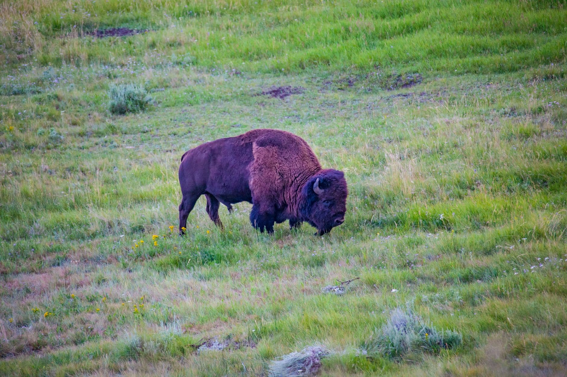 Steam, Sage & Small Footsteps: 3 Days in Yellowstone with Kids — Yellowstone NP (WY entrances: East, South)